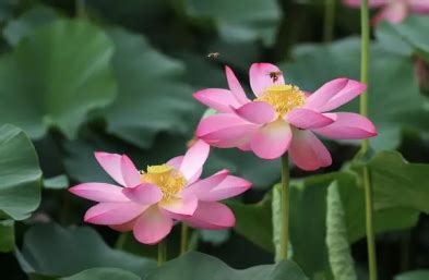 芙蓉會開花嗎|水芙蓉怎麼養？水芙蓉的好處、壞處&繁殖攻略 – 新鮮。